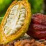 The Fall Of Cocoa Farming In Ghana