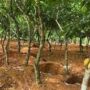 Galamsey The Enemy Behind Farming In Ghana