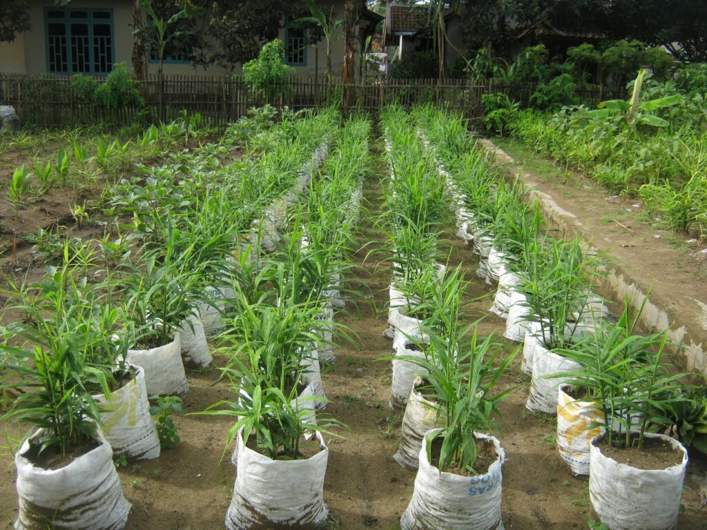 Ginger Farming On The Rise