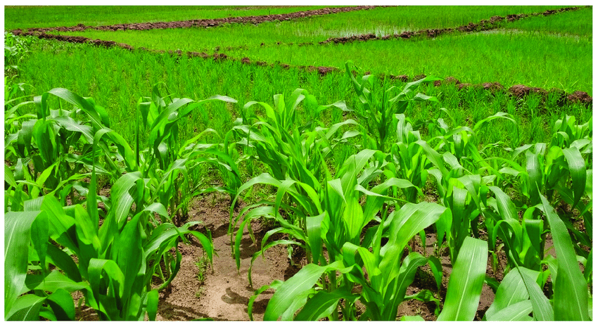 Burkina Faso and Agriculture