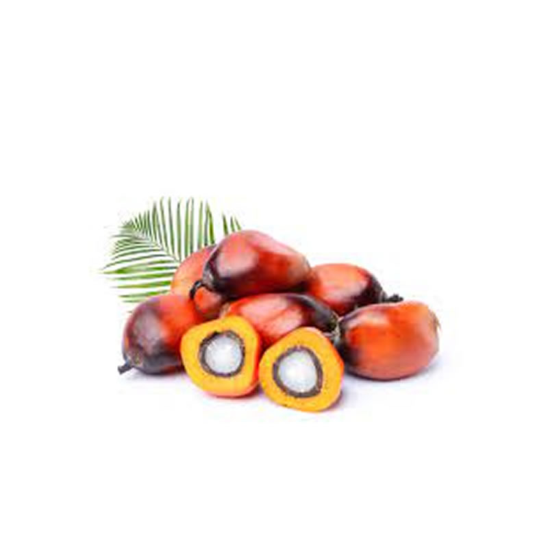 Fresh Palm Nuts